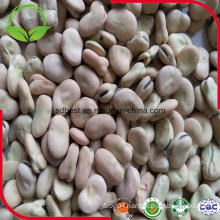 Chinese High Quality Faba Beans